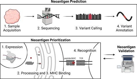 Frontiers Cancer Neoantigens Challenges And Future Directions For