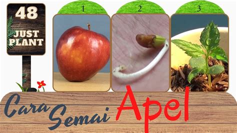 Apple How To Grow Apple Tree From Seeds Germinate Apple Seeds