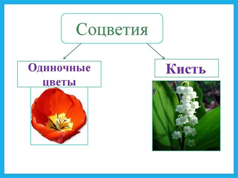 Класс Однодольные Семейство Лилейные Online Presentation