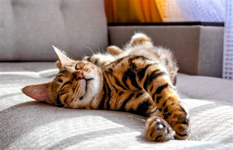 Common cat parasite linked to frailty in older adults - Earth.com