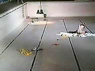 Naked Jane Asher In Deep End Video Clip