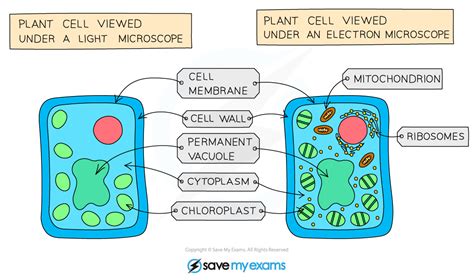 Edexcel Igcse Biology Cell Structure