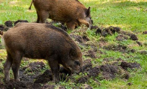 ASP Impfstoff für Wildschweine top agrar online