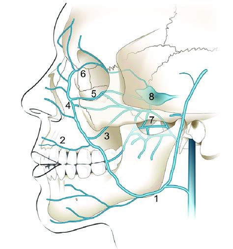 Connections And Venous Drainage From The Face To The Cavernous Sinus