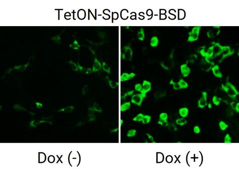 Tet On Cas9 Lentivirus LipExoGen