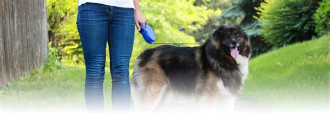 Signs that Your Dog is Aging and What You Can Do | Hill's Pet