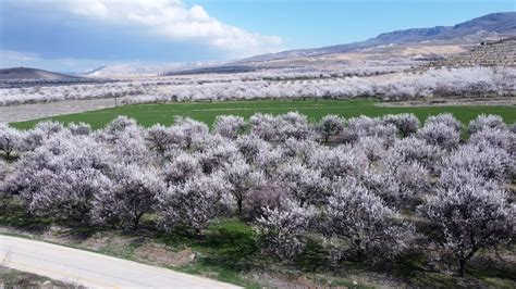 Malatya da kayısı ağaçları çiçek açtı TRT Haber Foto Galeri