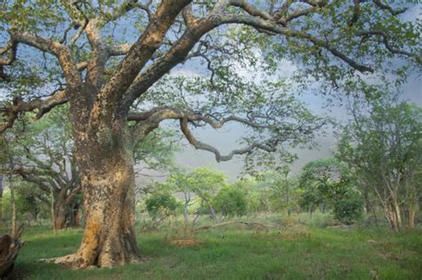 Mongongo Tree - Aurum Africa