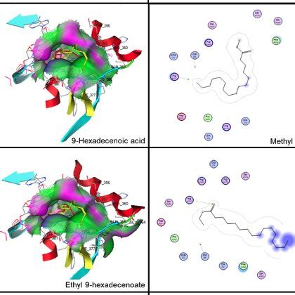 Simulated Interactions Of Early Growth Response Egr Receptor With