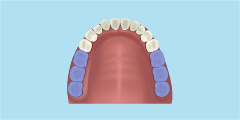 What Is A Molar Teeth Dr Jamilian