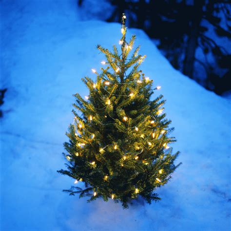 Mein Weihnachtsbaum