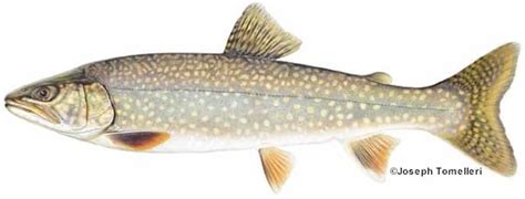 Splake: Species Information: Fisheries: Fish & Wildlife: Maine Dept of ...