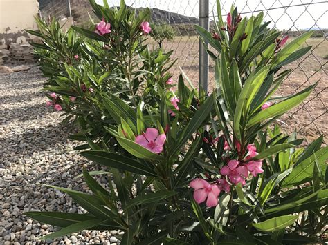 Oleander Hedge in Full Bloom
