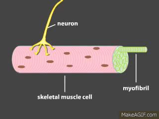 Muscle Fiber Contraction Animation