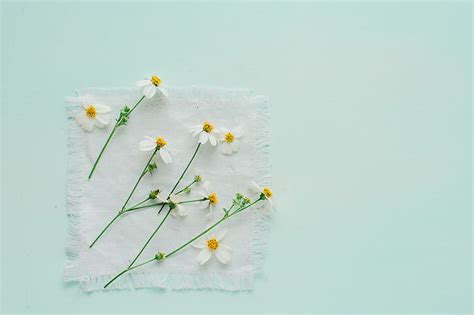 HD wallpaper: flowers, white flowers, minimalism | Wallpaper Flare