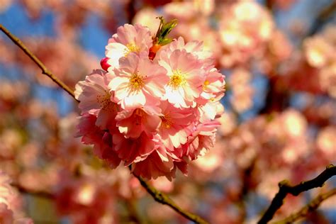 Bloom Flower White Cherry Tree Outdoors Blossom Plant Growth