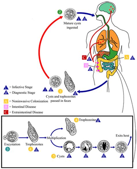 Different Detection And Treatment Methods For Entamoeba Histolytica And Entamoeba Dispar In