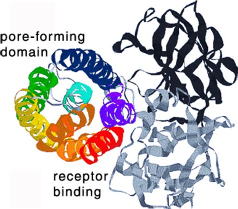 Lecture 16 - Use of bacterial toxins and resistance genes Flashcards ...
