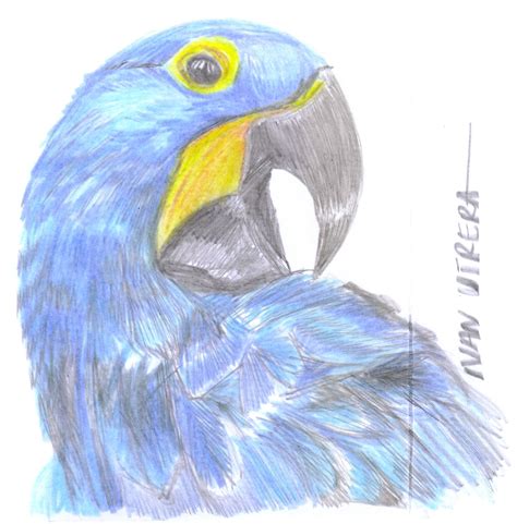 Guacamaya Dibujo