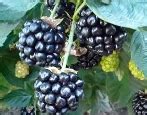 Ежевика Арапахо: описание сорта и характеристики, особенности и ...