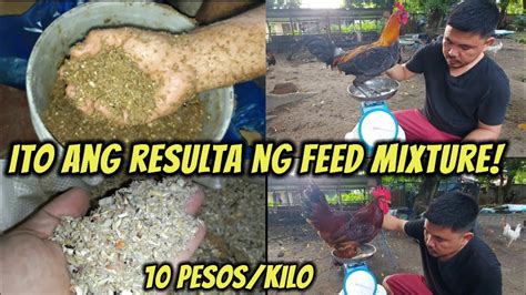 Ang Resulta Sa Pagpapakain Ng Murang Feeds O Mixture Sa Mga Manok Youtube