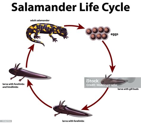 Life Cycle Of A Lizard Diagram