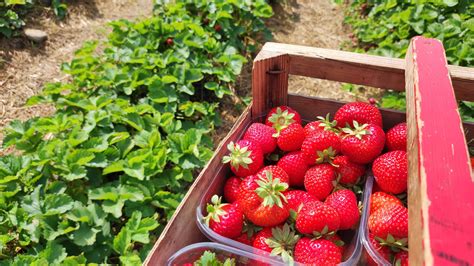 Pick-your-own Swedish strawberries | Sweden Herald
