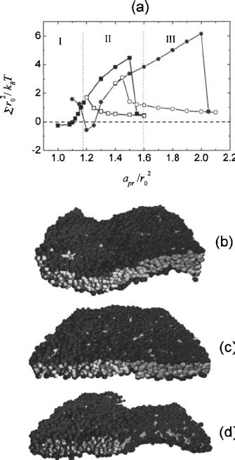 ͑ A ͒ Surface Tension ⌺ Vs Projected Area Per Lipid Molecule For 1480