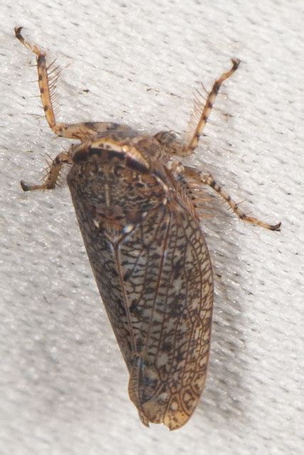 Texananus Subgenus Iowanus DSC 0723cc Order Hemiptera Tru Flickr