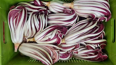 La Coltivazione Del Radicchio Rosso Di Treviso Vista Da Vicino