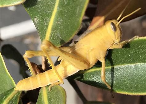 Yellow Grasshopper From San Diego Ca Schistocerca Bugguide