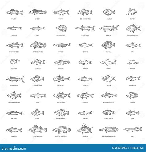 Types Marine Ocean Fish And Freshwater Fish Stock Vector