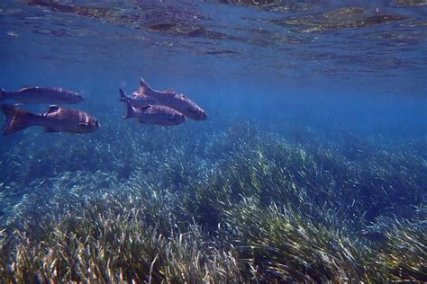 Excursi N A Tabarca En Barco Snorkel Desde Santa Pola