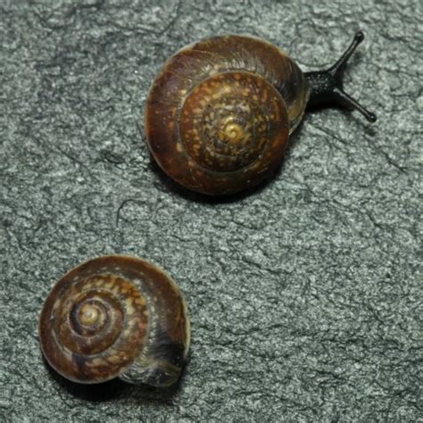 Schnecken Bestimmen