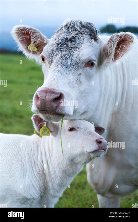 Wildlife: Female cow with it's baby Stock Photo - Alamy