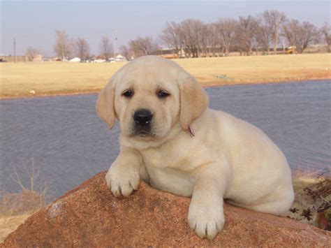Lab Puppies Rescue at Nate Hocking blog