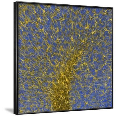 'Glial Cells, Confocal Light Micrograph' Photographic Print - Thomas ... 