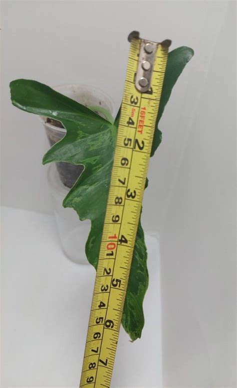 Philodendron Golden Dragon Lime Fiddle Narrow Form S Furniture