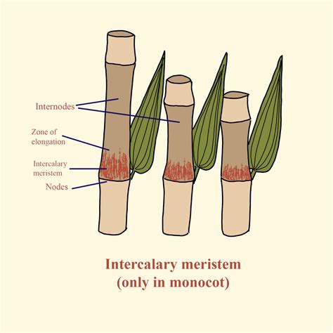 Meristematic Tissue In Plants Diagram