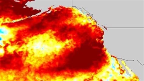 Scientists Monitoring New Marine Heat Wave Off B C Coast Similar To