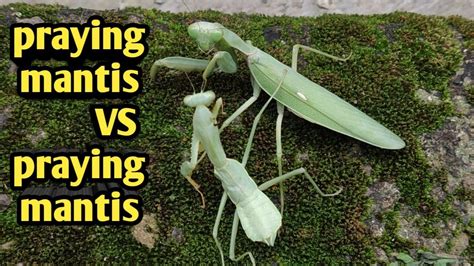 Praying Mantis Vs Praying Mantis Who Loses He Will Become Food {warning Live Feeding} Youtube