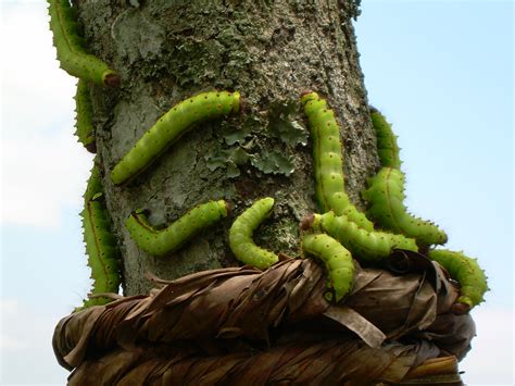 File:Muga Silkworm.JPG - Wikipedia, the free encyclopedia