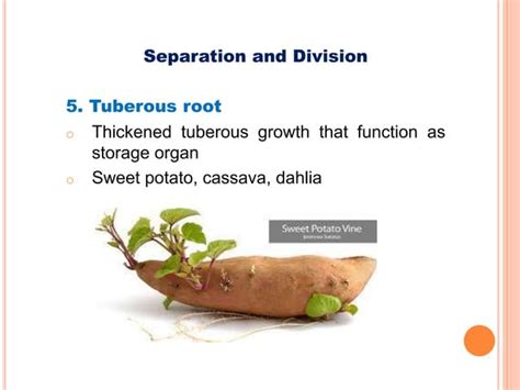 Plant Propagation Methods | PPT