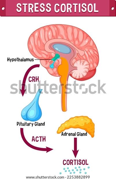 Stress Cortisol System Scheme Illustration Stock Vector (Royalty Free ...