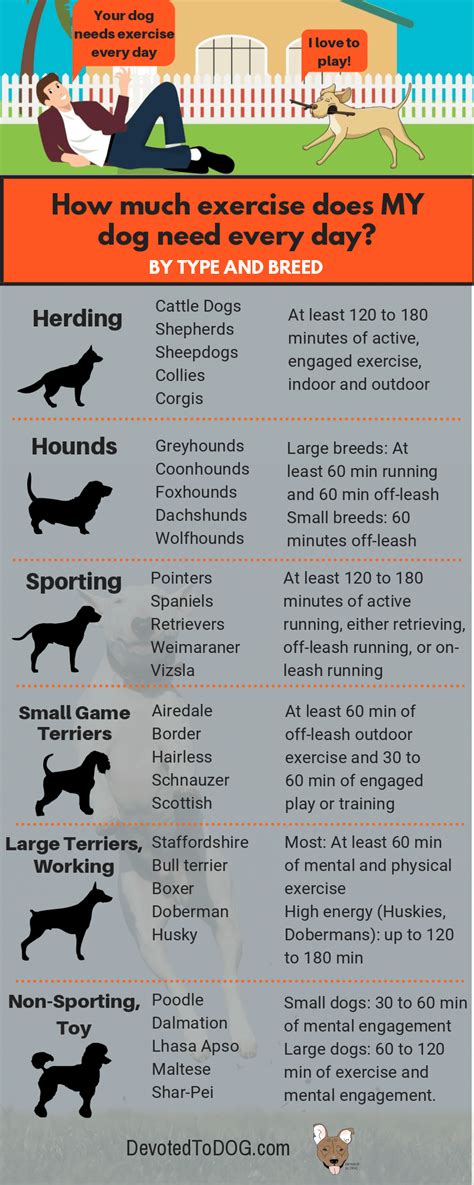 How Much Exercise Does a Dog Need Every Day? | DevotedtoDOG.com