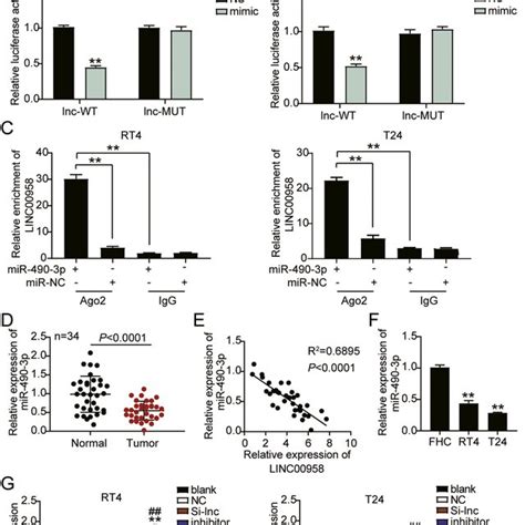 Linc00958 Sponged Mir 490 3p In Bladder Cancer Cells A Targetscan