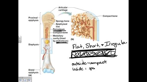 Dr Parker A P I Chapter 6 Bone Tissue YouTube