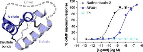 Engineering And Characterization Of A Long Half Life Relaxin Receptor