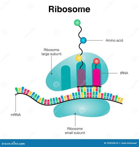 Diagramm Abbildung Des Ribosoms Vektor Abbildung Illustration Von