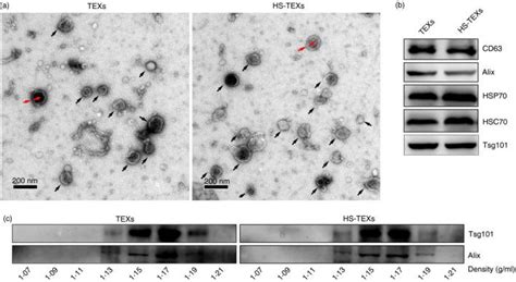 Mc38 Colon Adenocarcinoma Cancer Cells ATCC Bioz